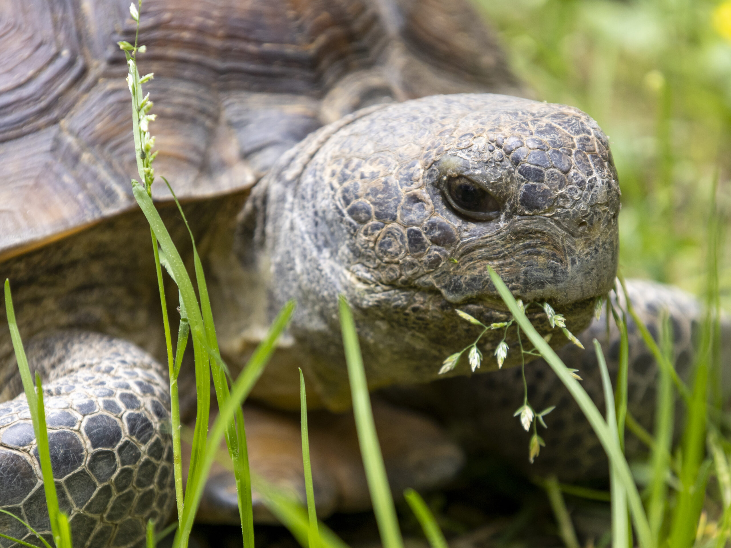 gopher tortoise