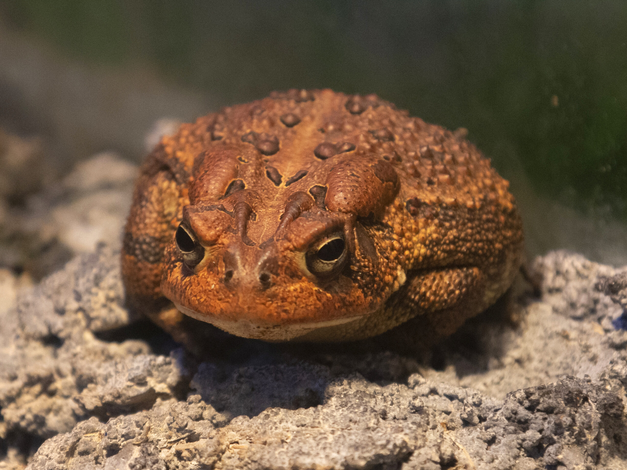 toad