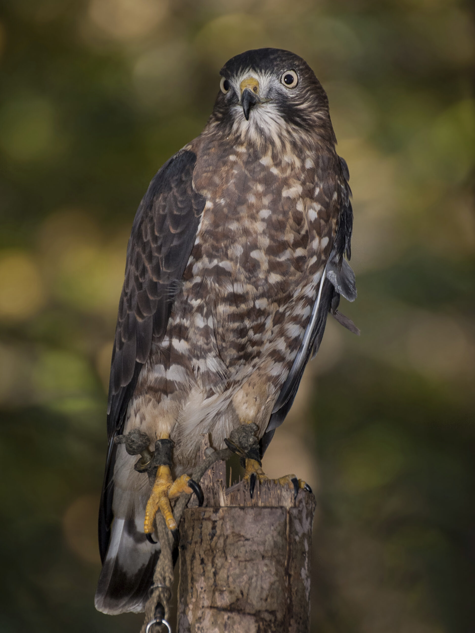 Broad-winged Hawk