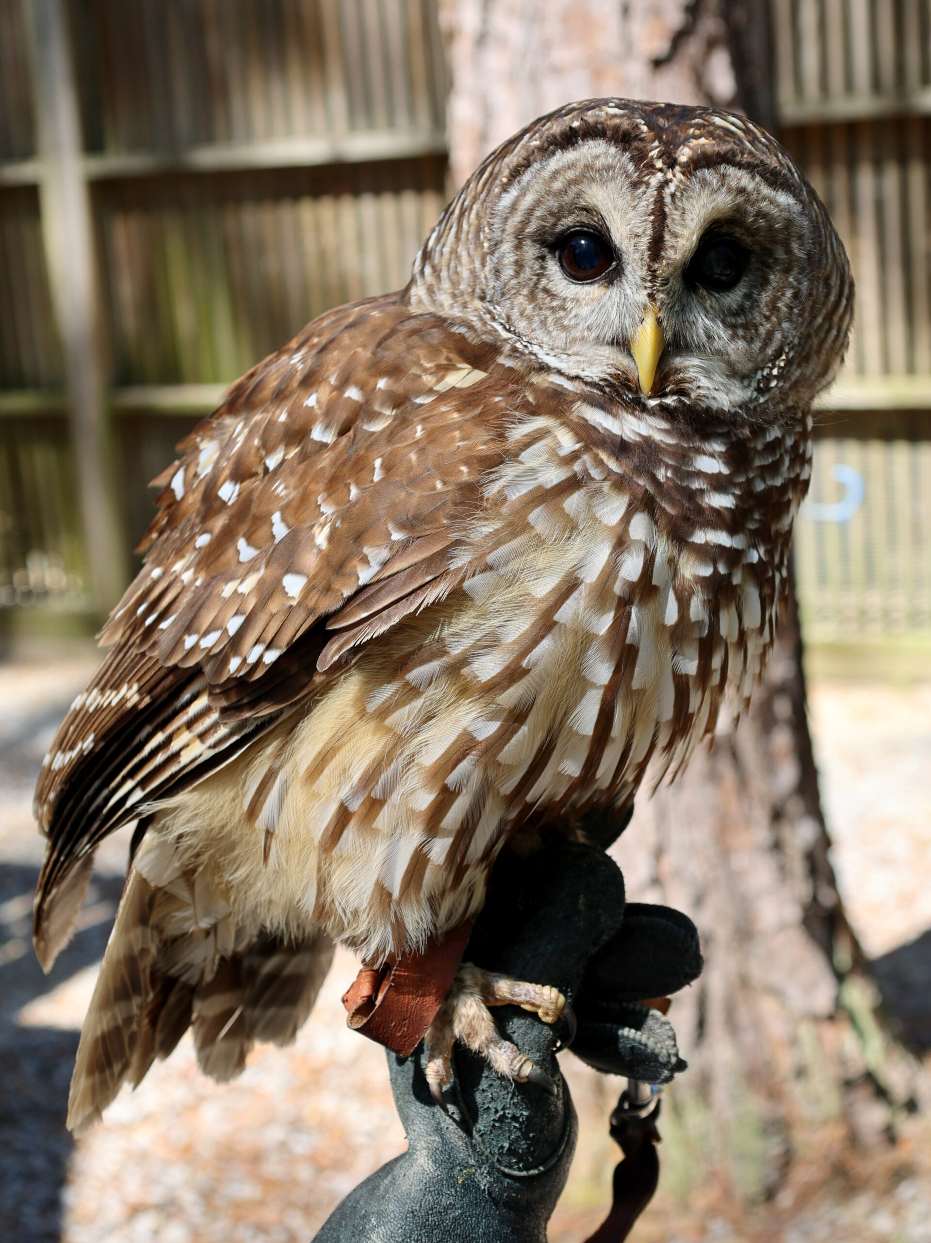 Barred Owl