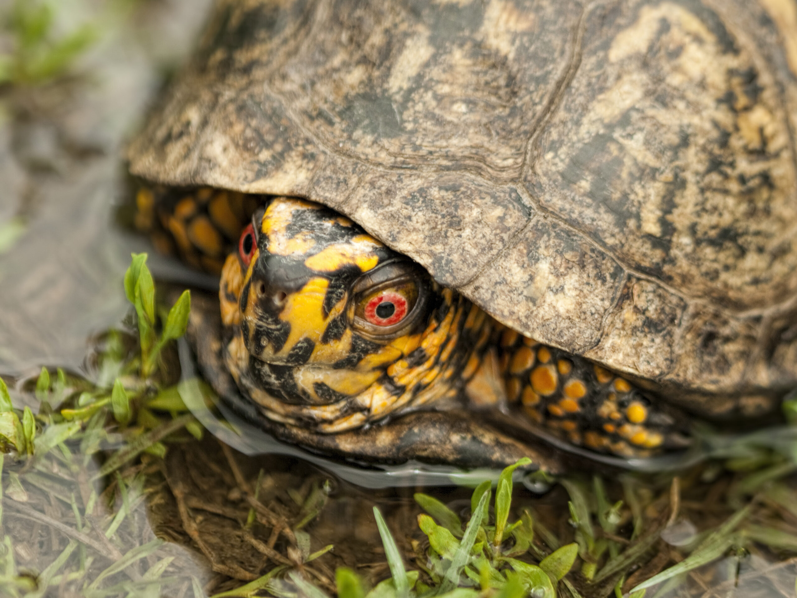 box turtle