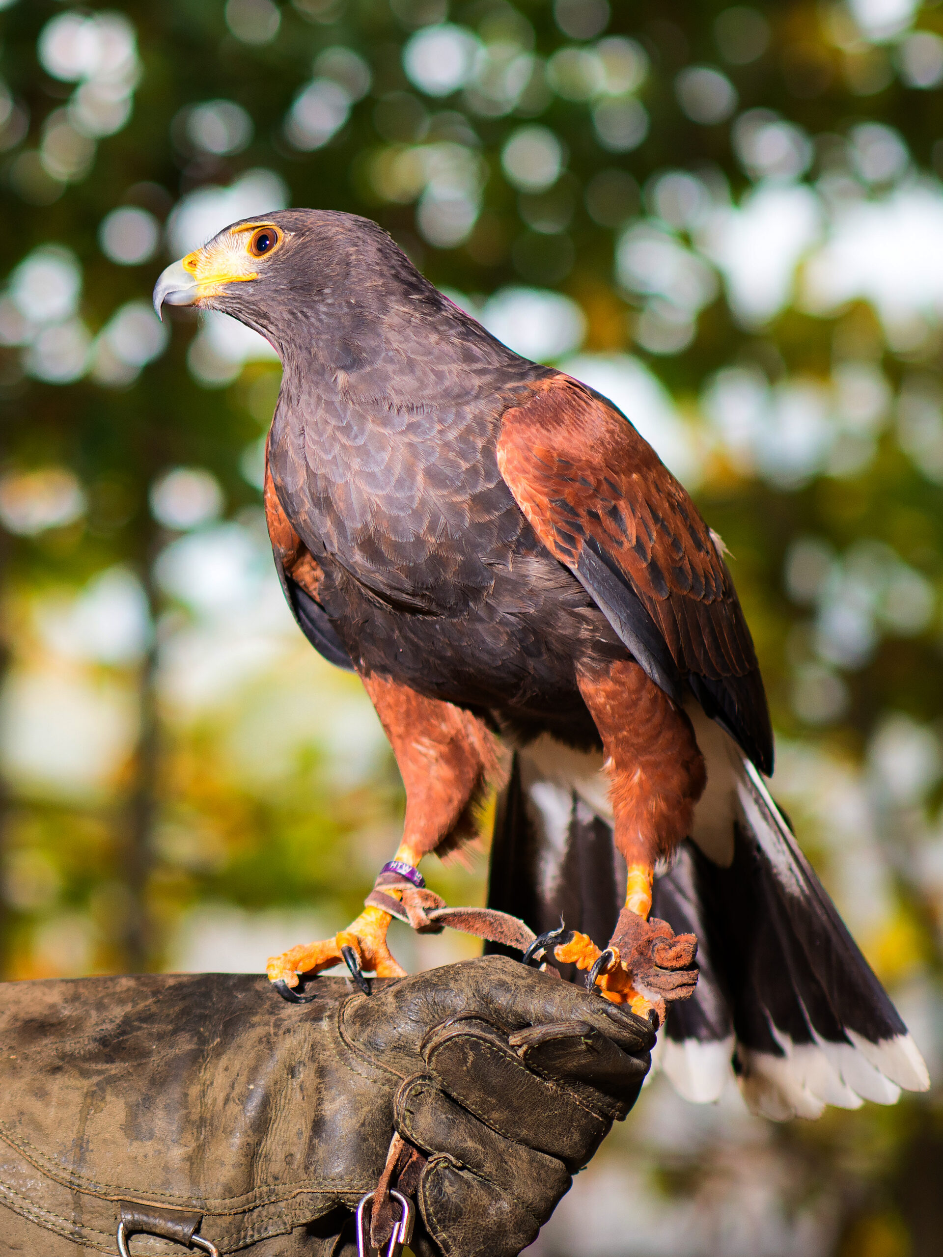 Harris's Hawk