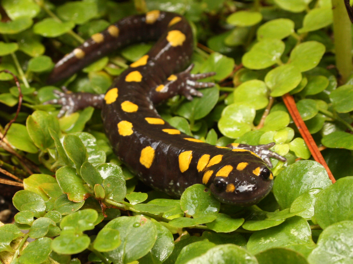 salamander