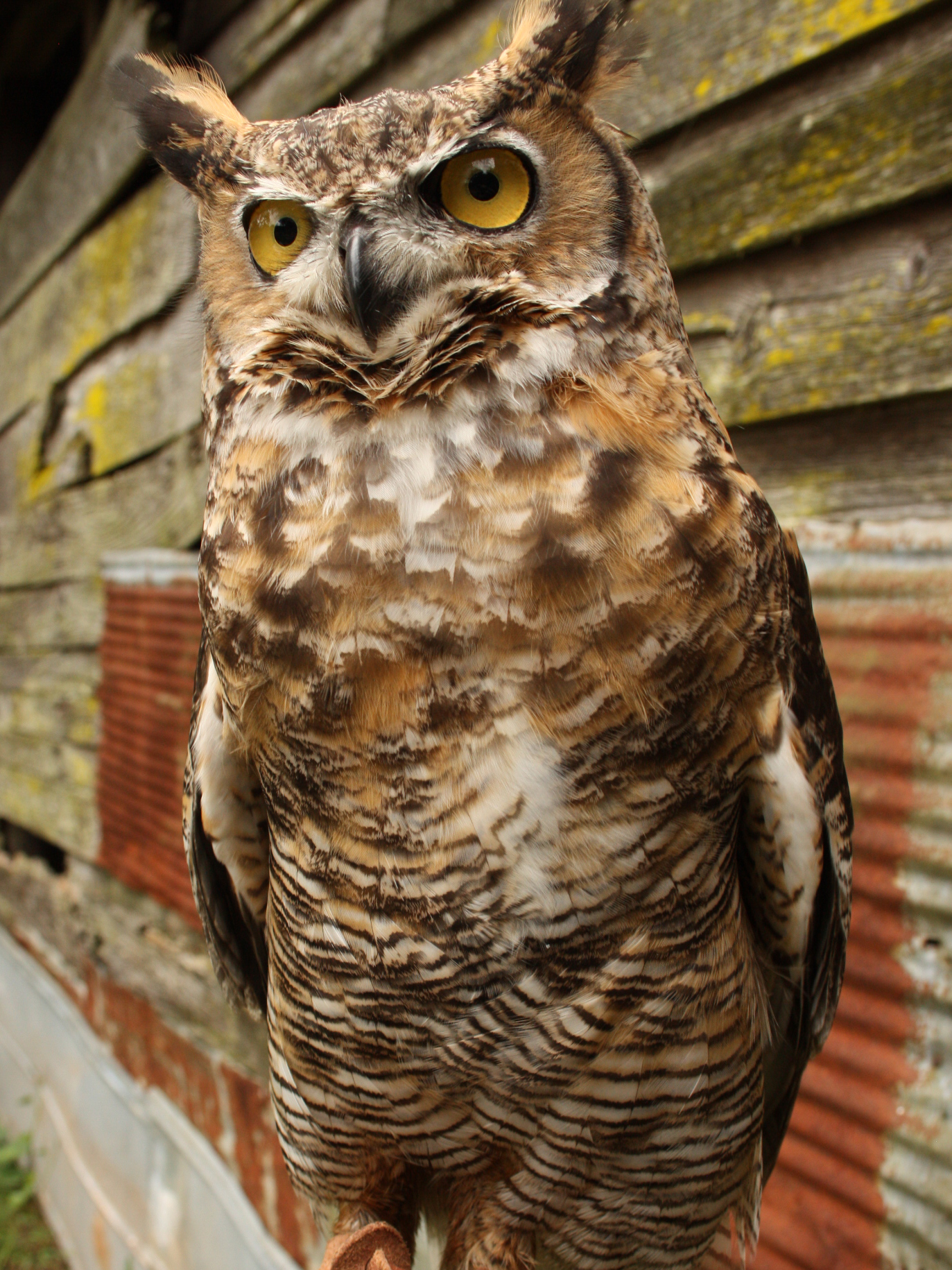 Great Horned Owl