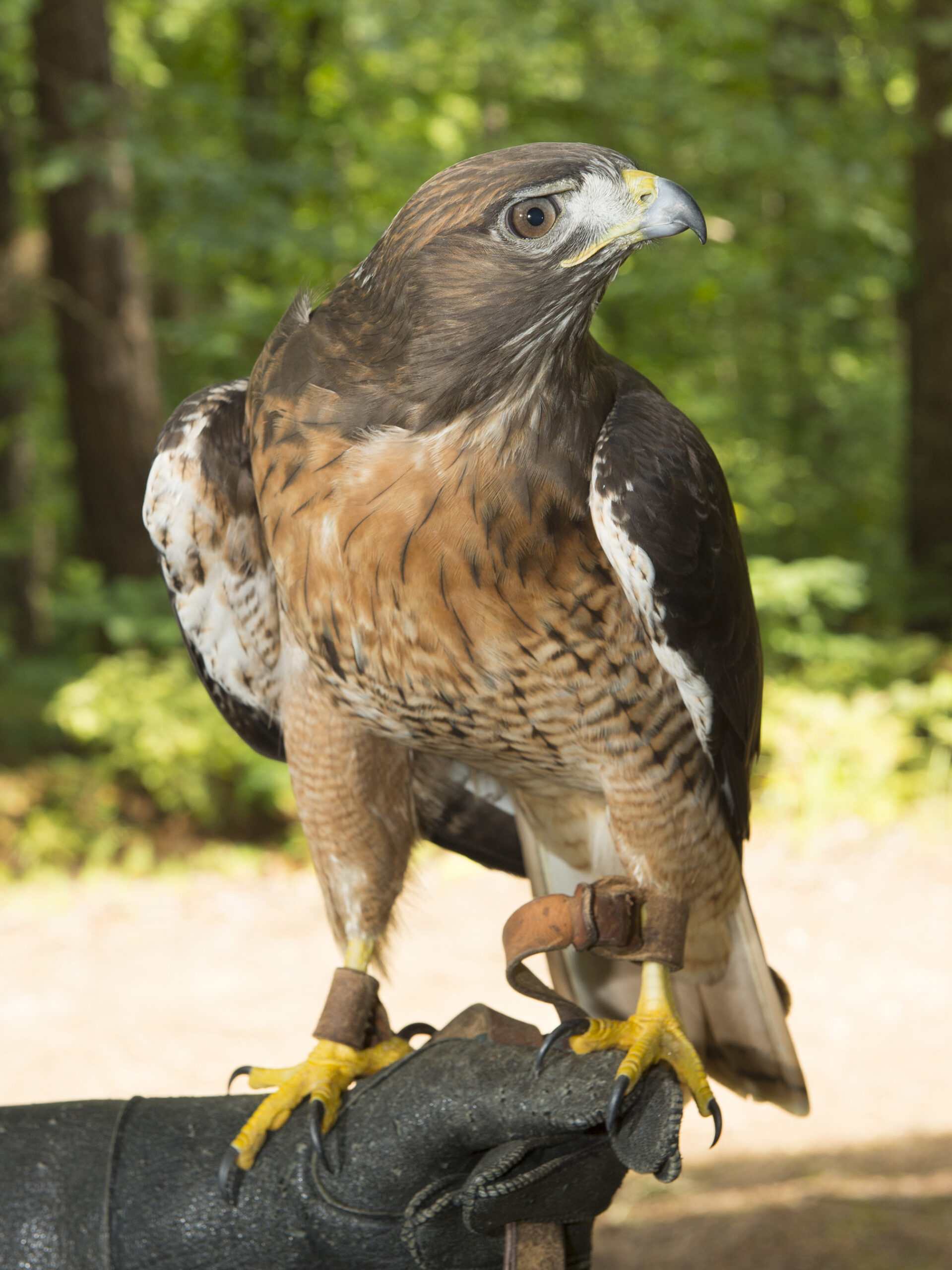 Red-tailed Hawk