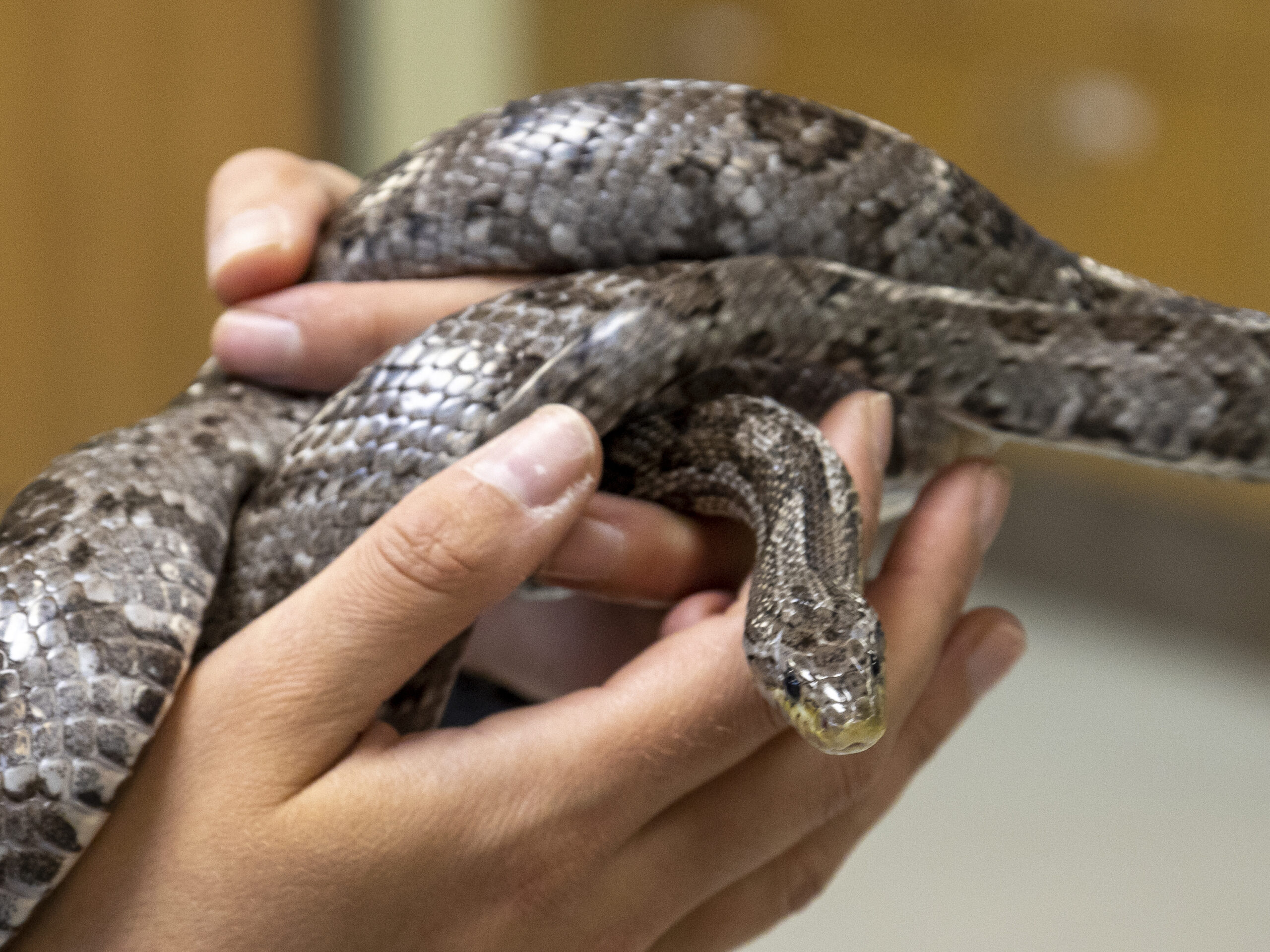 holding a snake in her hands