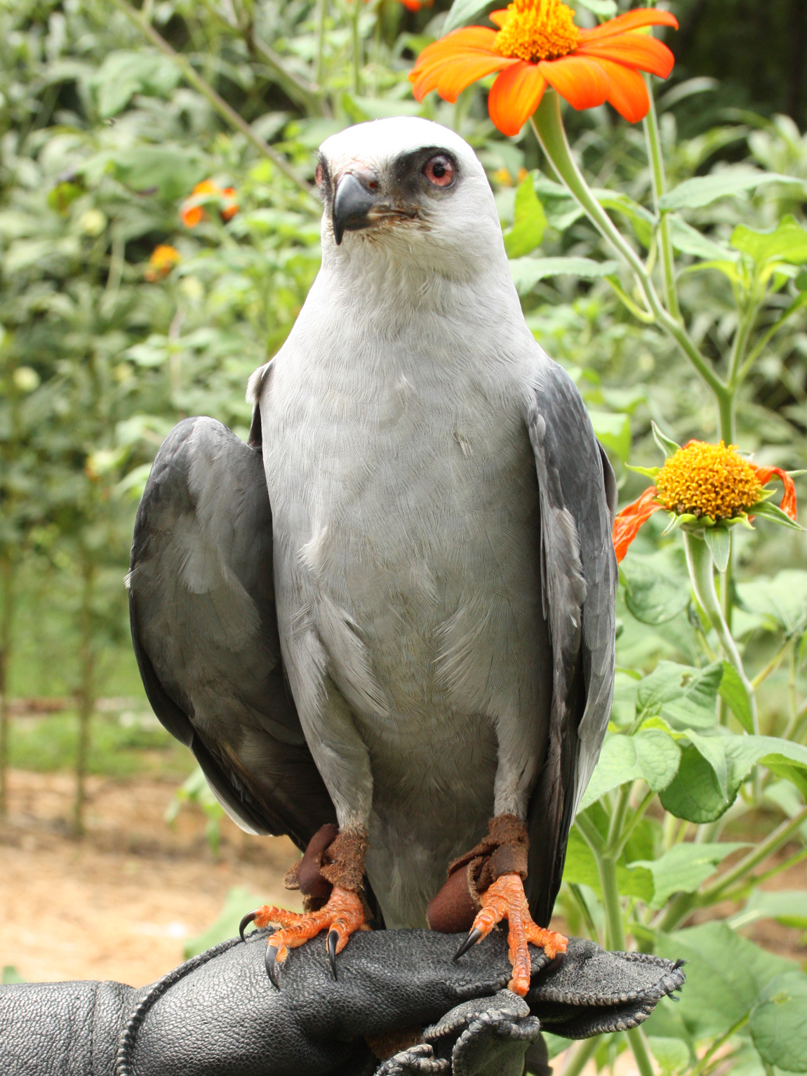 Mississippi Kite