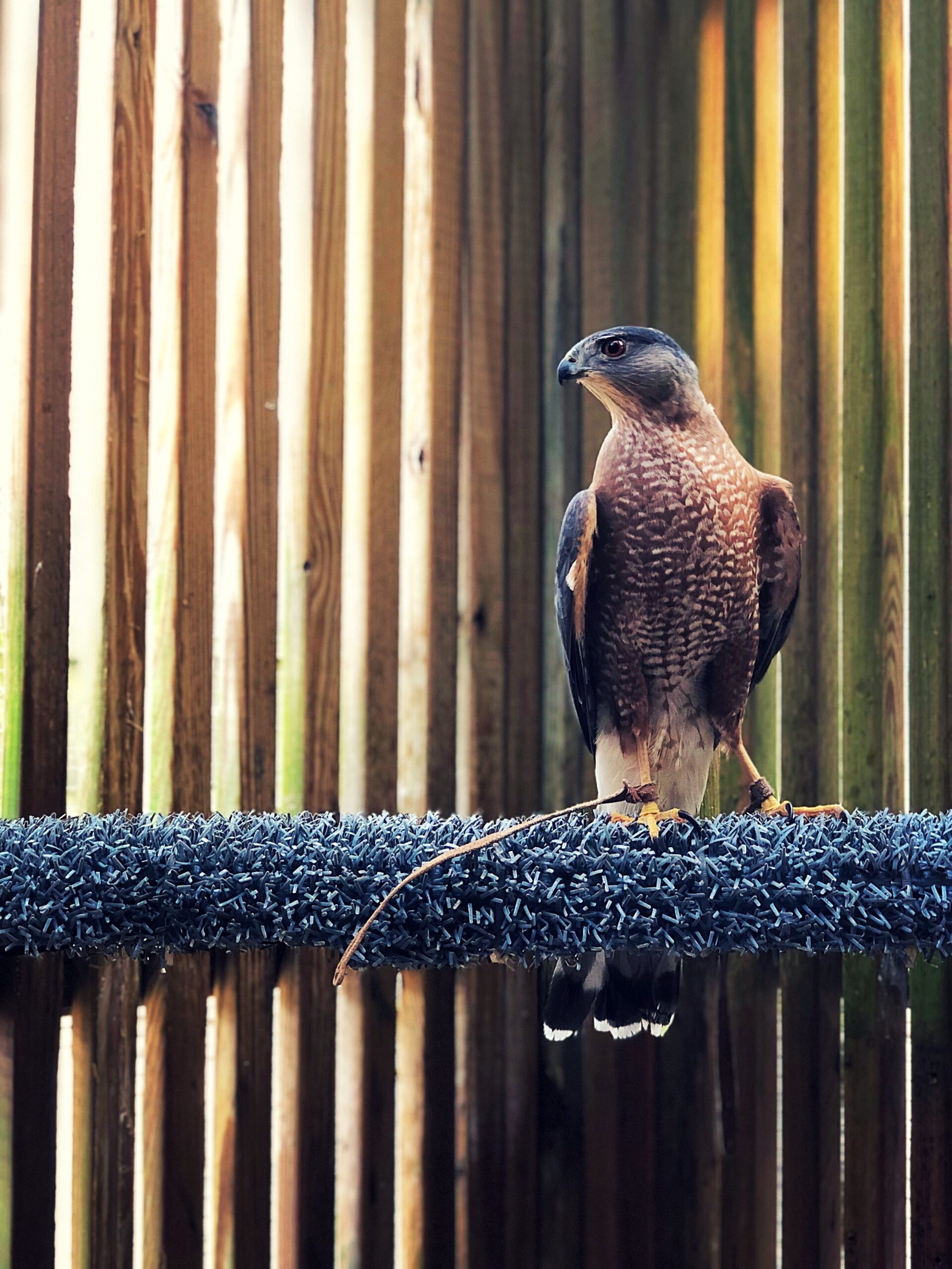 cooper's hawk