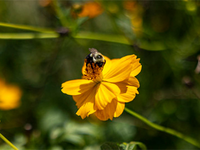 bee on a flower